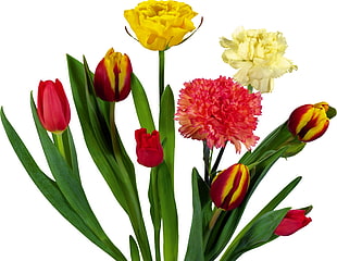 red and yellow petal flowers