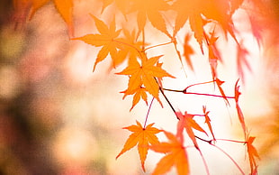 brown leaves, momiji