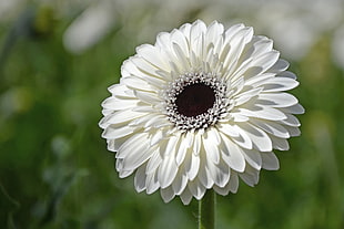 white Gerbera in close-up photography HD wallpaper