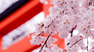 shallow focus photography of white flowers