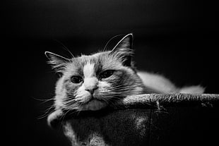 black and white tabby cat, cat HD wallpaper