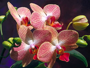 pink-red-and-white orchids HD wallpaper