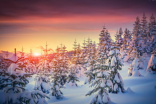 green tree lot with white snow