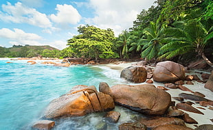 green leafed trees, photography, landscape, nature, beach