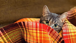 brown tabby cat, animals, cat, plaid