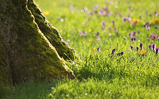 green grass field with purple flowers HD wallpaper