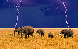 five grey elephants, animals, lightning, elephant, field HD wallpaper