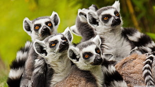 five black-and-white sugar gliders, animals, lemurs, wildlife, mammals HD wallpaper