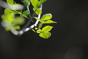 shallow focus photography of green leaves