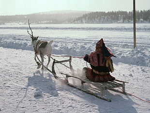person on sled with reindeer HD wallpaper