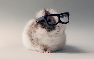 white and black hamster, animals, glasses, guinea pigs HD wallpaper