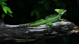green lizard HD wallpaper