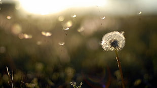 dandelion tilt shift lens photography HD wallpaper