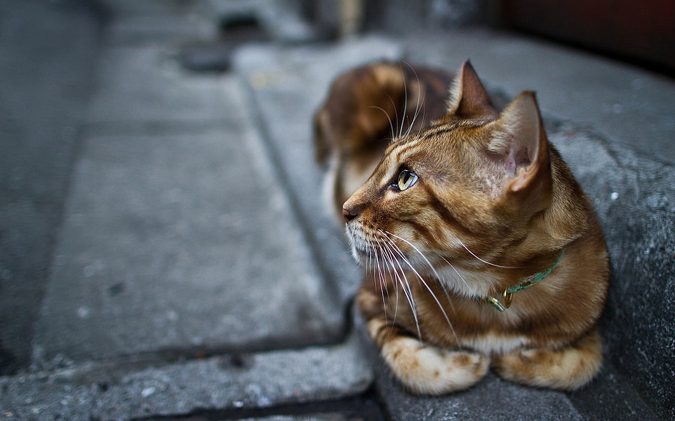 brown tabby cat in selective focus photography HD wallpaper