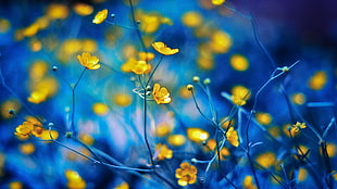 yellow flowers closeup photo with blue background HD wallpaper