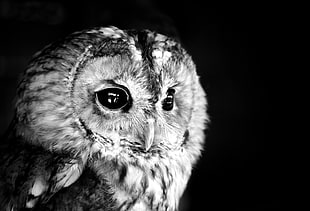 gray and white fur cat, animals, owl, birds, monochrome