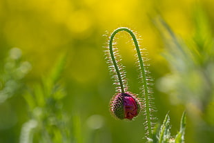 red and green flower bud HD wallpaper