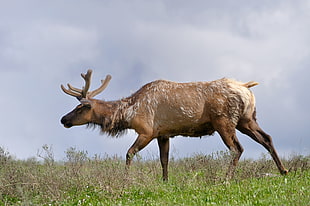 photography of brown deer standing on green grass under white sky during daytime HD wallpaper