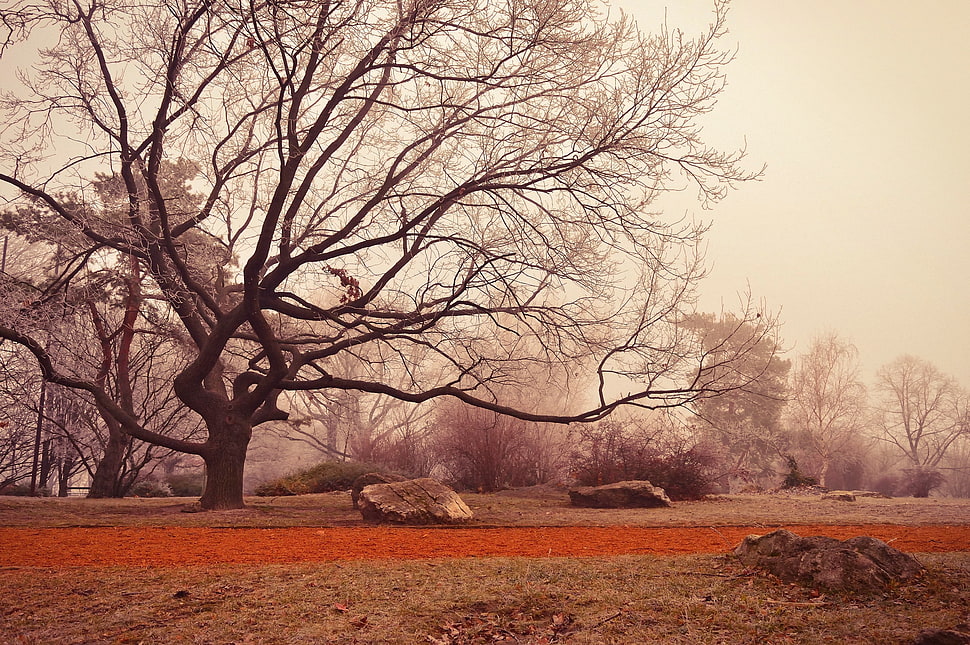 silhouette photography of tree HD wallpaper