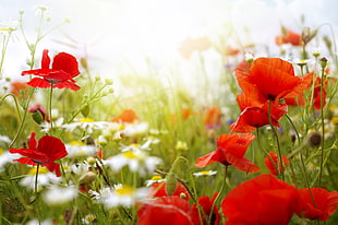 close up photo of red poppy flower field