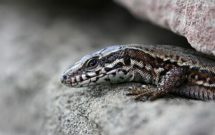 brown and gray animal on gray sand close up photo