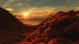 red forest during golden hour