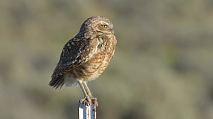 brown owl on white steel fram, burrowing owl