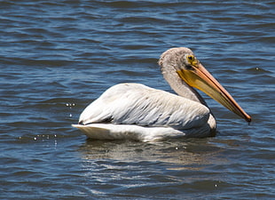brown Pelican on water, white pelican HD wallpaper
