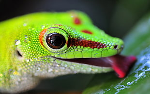 close up photo of green Lizard HD wallpaper