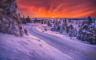 road between tall trees illustration, nature, landscape, Norway, forest