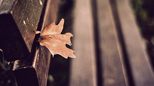 shallow focus photography of brown leaf