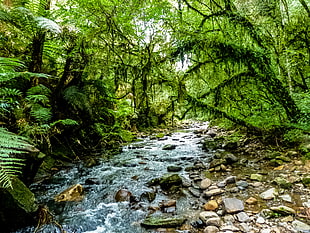 time lapse photo of river between trees in forest, brazil