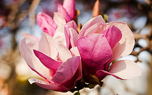 shallow focus photography of pink and white flowers