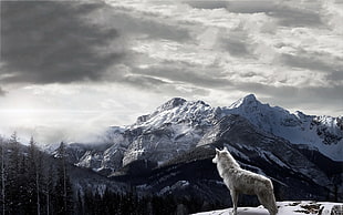 gray wolf, mountains, wolf, landscape, clouds HD wallpaper