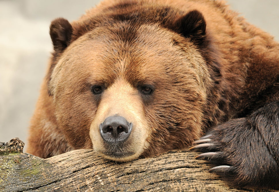 brown bear, animals, bears HD wallpaper