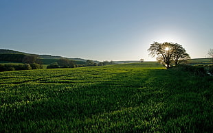 photography of green lawn