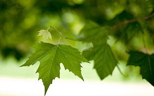 green leaf tree