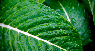 green leaf close up photograpy