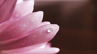 dewdrop on pink flower petal HD wallpaper