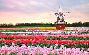 red windmill in field of Tulip flowers at daytime HD wallpaper
