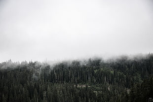 green forest covered by white fogs photo