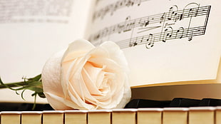 Rose,  Music,  Petals