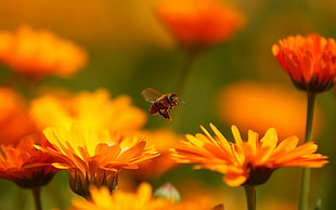 selective photography of honeybee near orange petaled flowers HD wallpaper