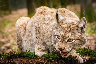 gray cat outdoor