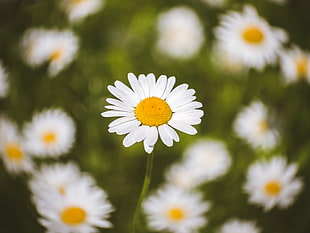 macro shot photography of yellow and white daisy