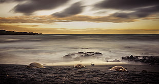 grayscale photography of three turtles on seashore