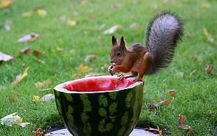 squirrel on watermelon HD wallpaper