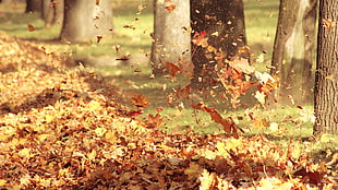 dry leaves during day time