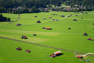 aerial photo of a green grassland with houses HD wallpaper