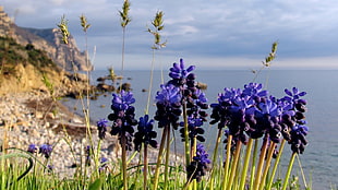 Grape Hyacinths beside a sea closeup photography at daytime HD wallpaper